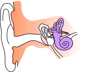 Ear-anatomy-notext-small